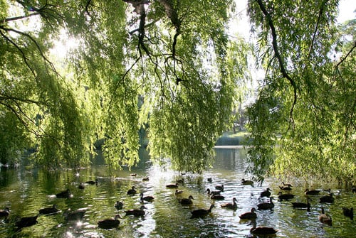 Centennial Park